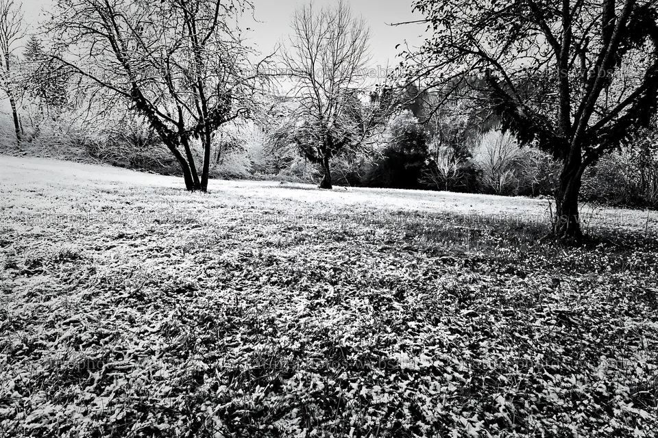Apple trees in a meadow with snow and frost in winter – nature photos 9722x6480