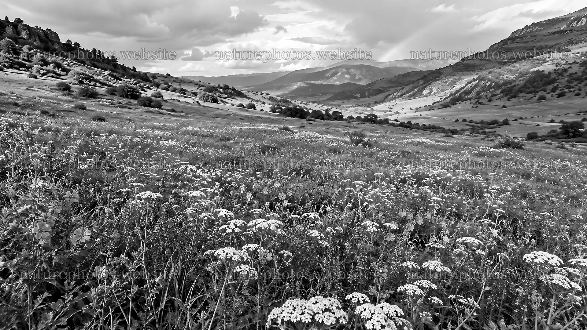 Mountain Wildflower Meadow in Monochrome – nature photos 10324x5812
