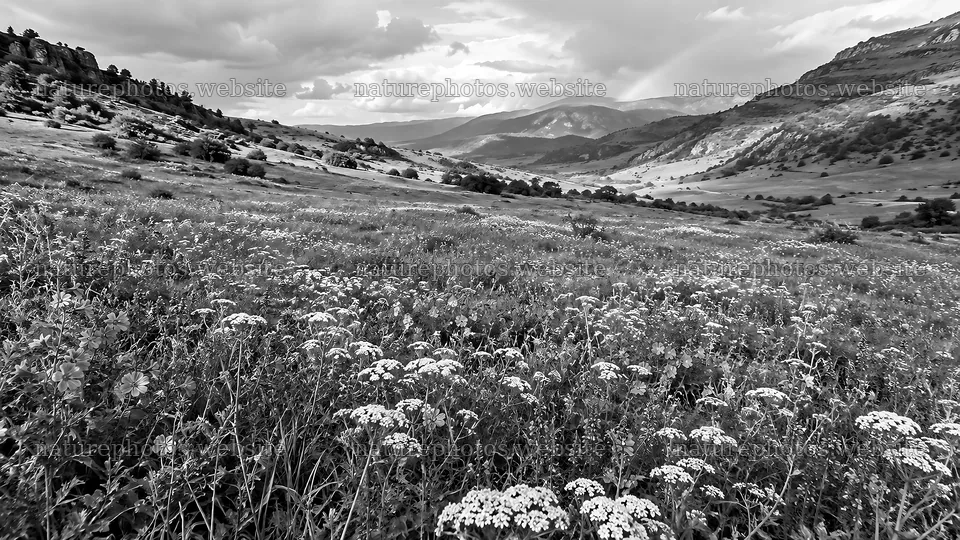 Mountain Wildflower Meadow in Monochrome – nature photos 10324x5812