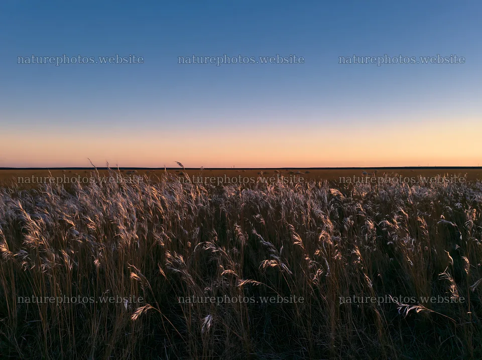 Meadow with seedheads at sunset in wide open field – nature photos 9174x6866