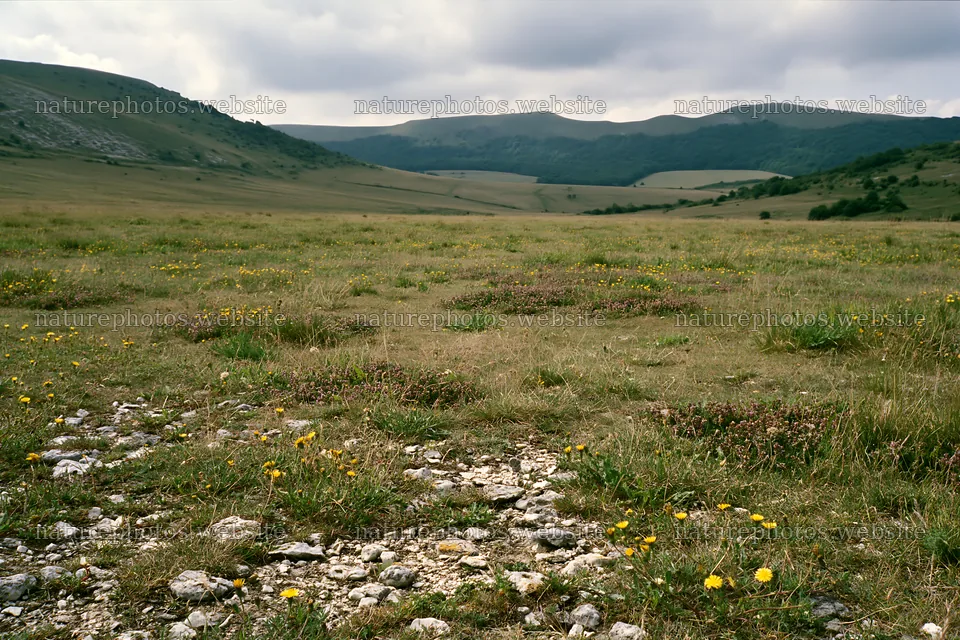 Cloudy chalk grassland meadow with wildflowers in the foreground – nature photos 9722x6480