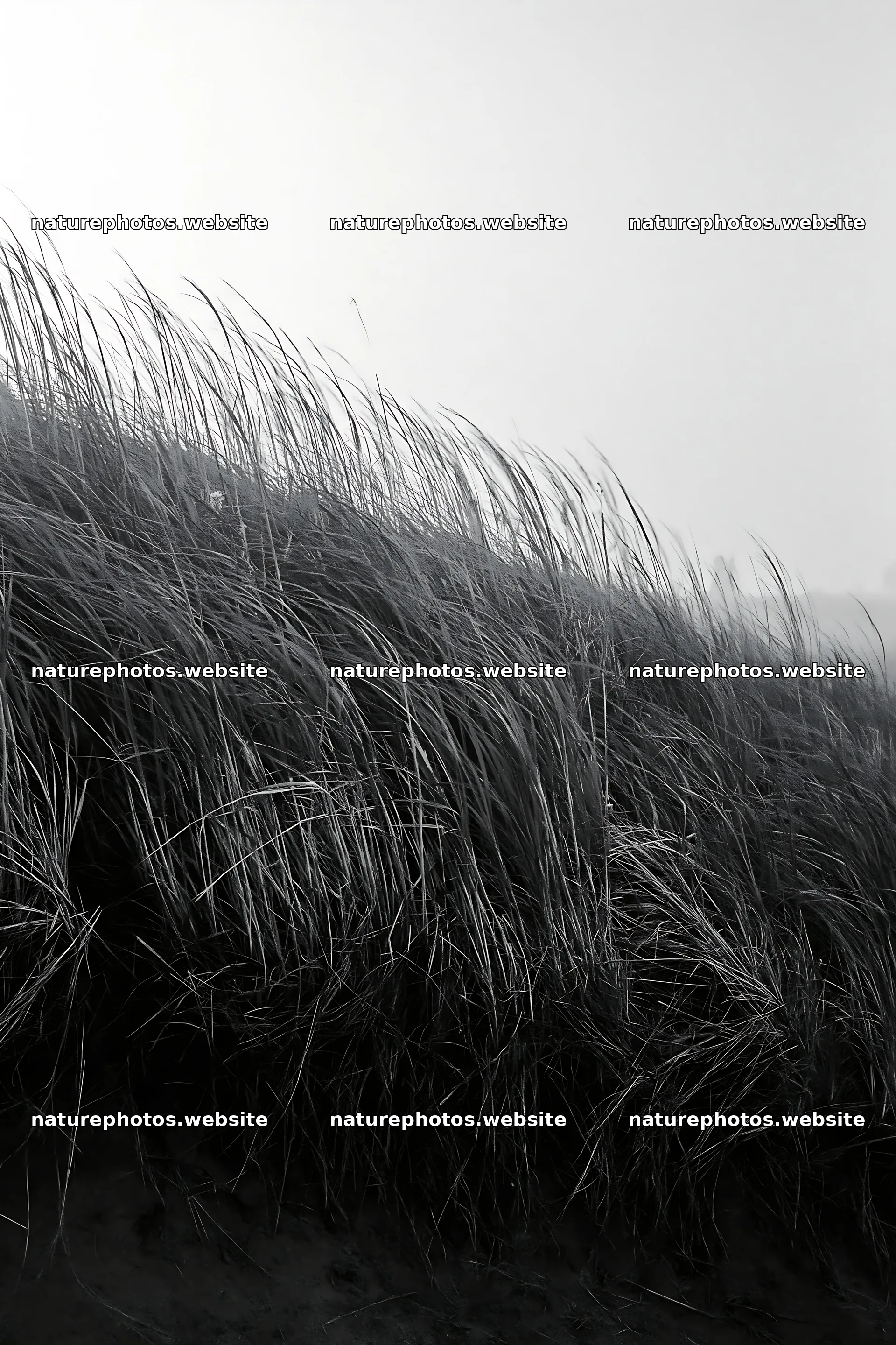 Tottori windy meadow with dune grasses swaying in the breeze – nature photos 6480x9722