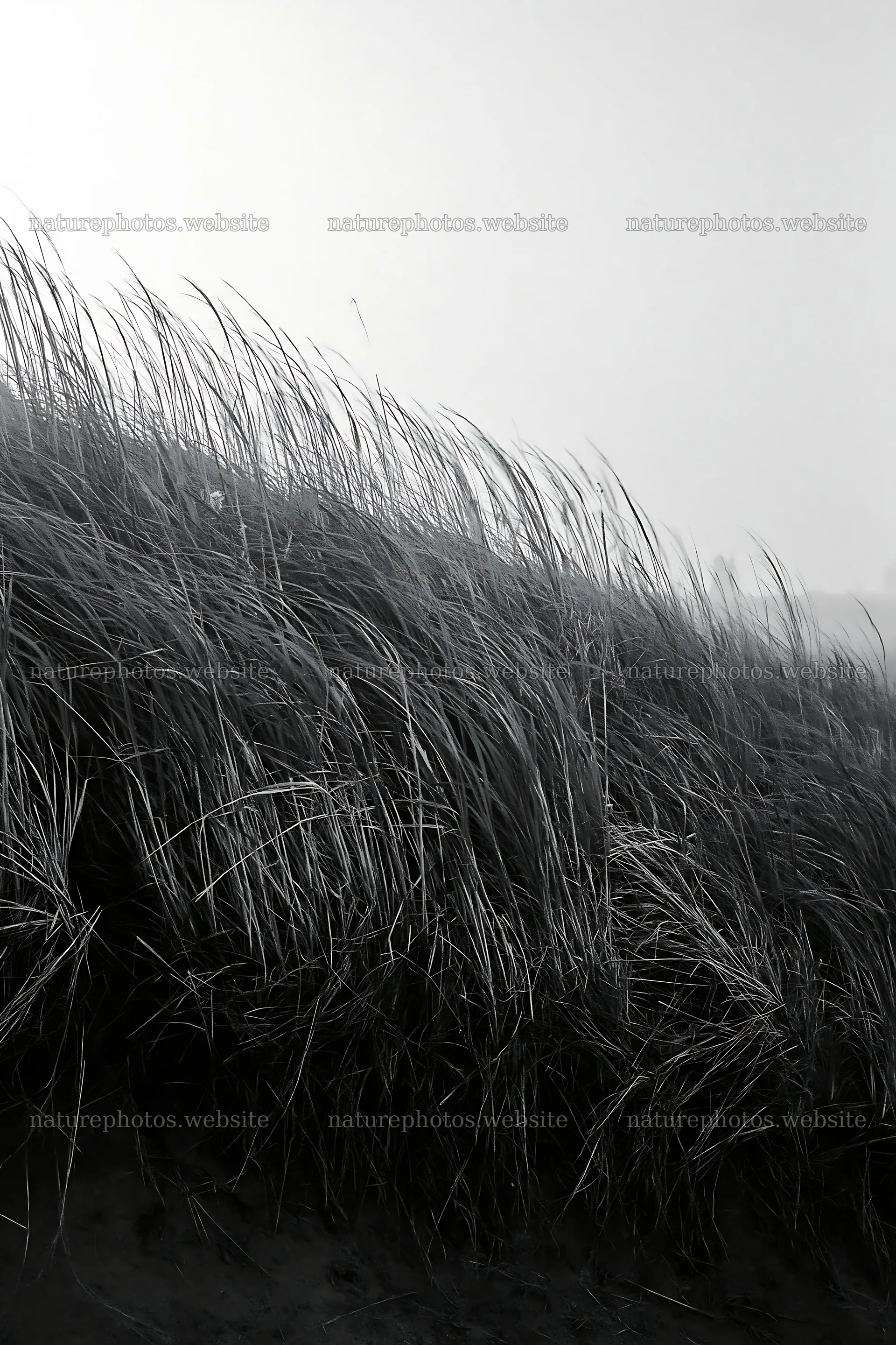 Tottori windy meadow with dune grasses swaying in the breeze – nature photos 6480x9722