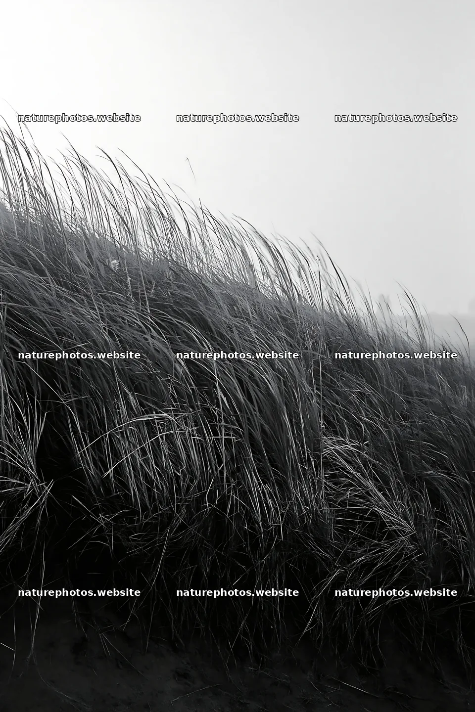 Tottori windy meadow with dune grasses swaying in the breeze – nature photos 6480x9722