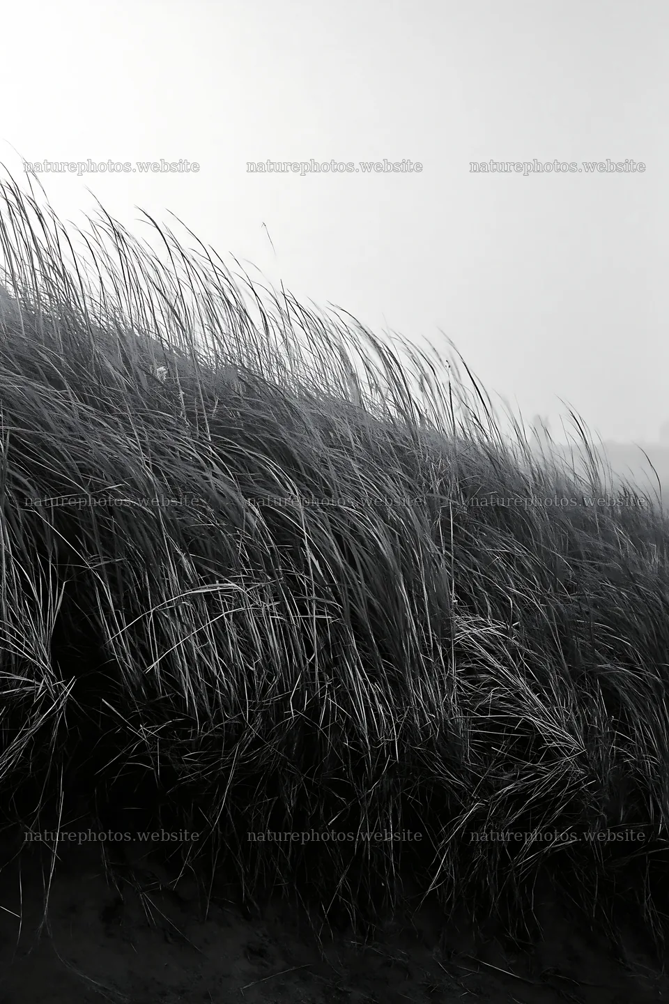 Tottori windy meadow with dune grasses swaying in the breeze – nature photos 6480x9722