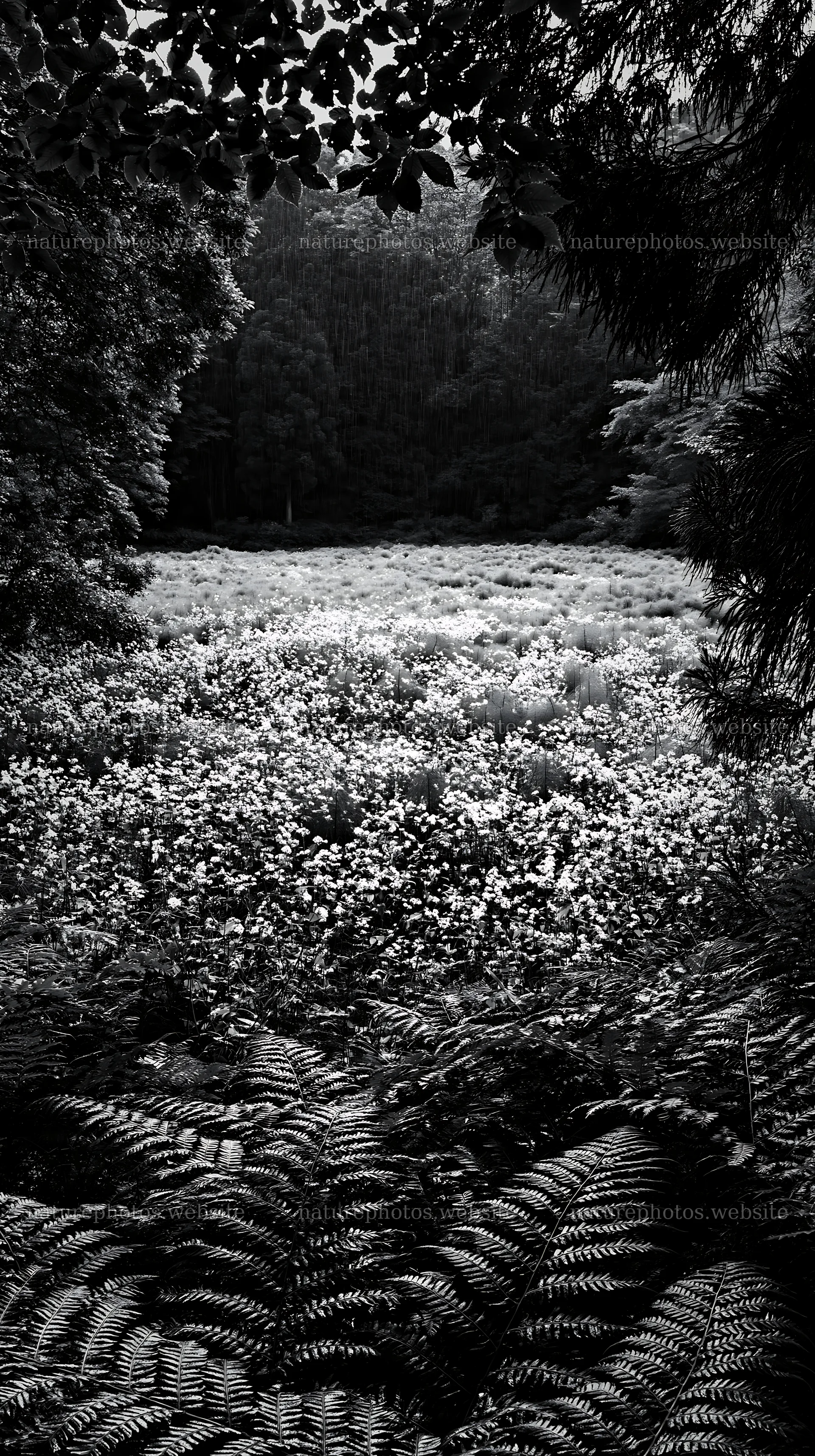 Nara summer meadow with ferns in the foreground – nature photos 5938x10608
