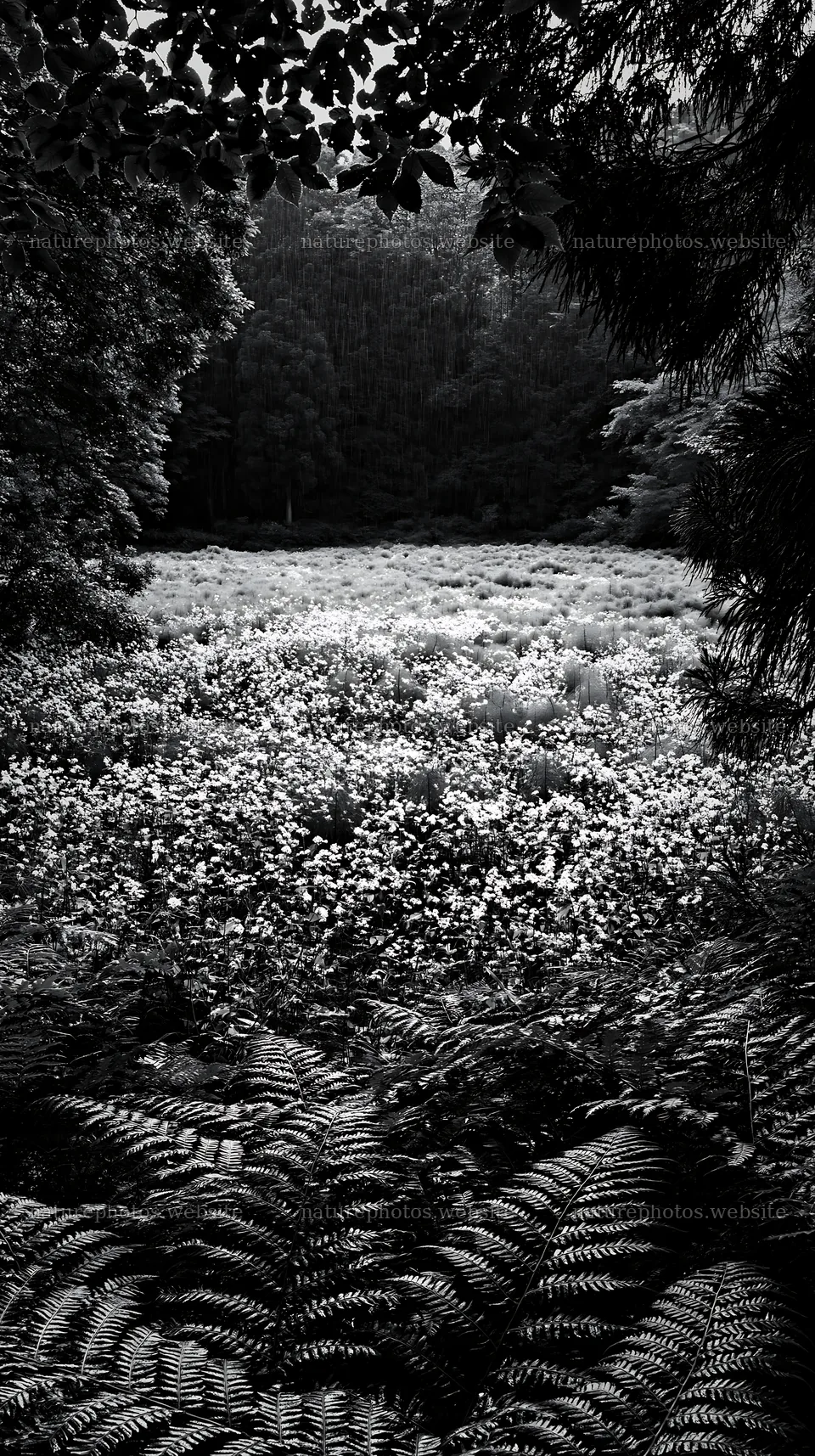Nara summer meadow with ferns in the foreground – nature photos 5938x10608