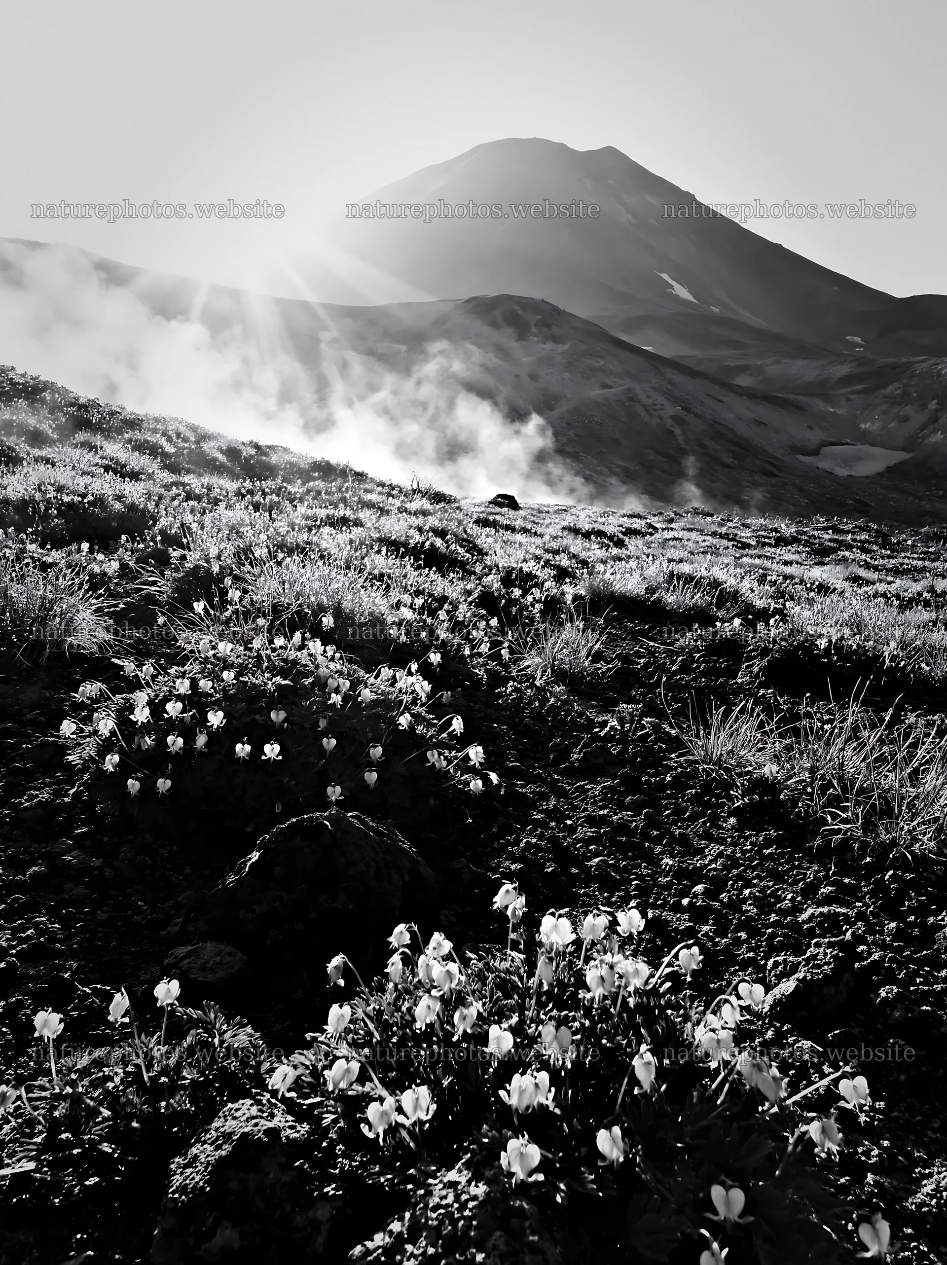 Daisetsuzan alpine meadow light rays with flowers and mountain – nature photos 6866x9174