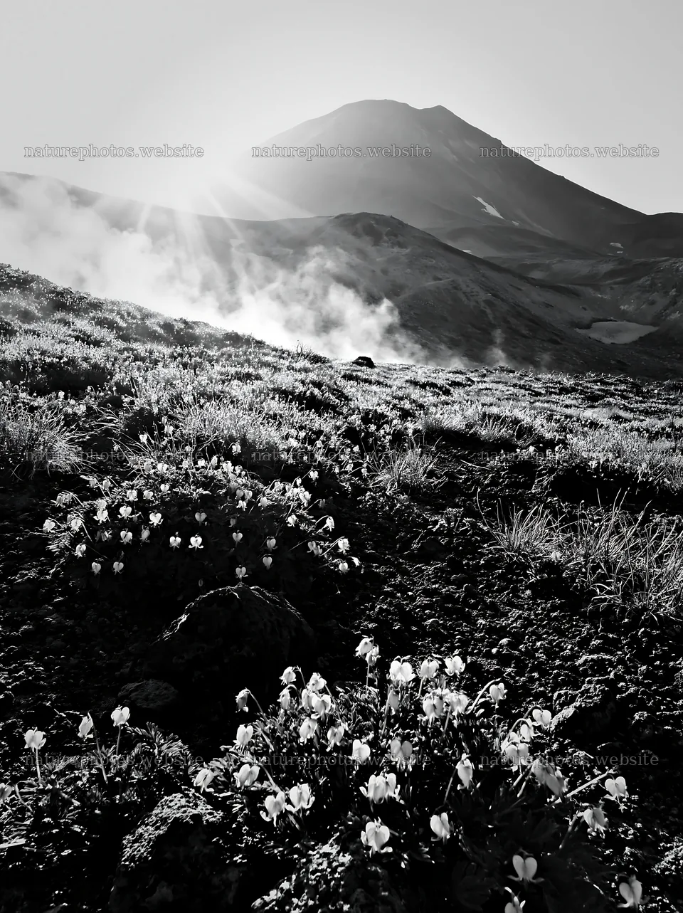 Daisetsuzan alpine meadow light rays with flowers and mountain – nature photos 6866x9174