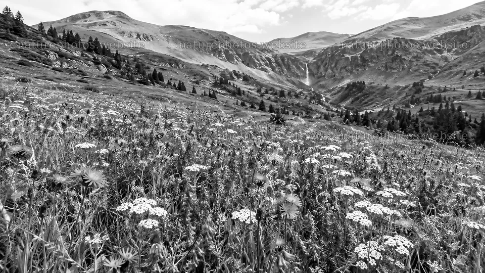 Black and White Wildflower Meadow and Mountain Waterfall – nature photos 10324x5812