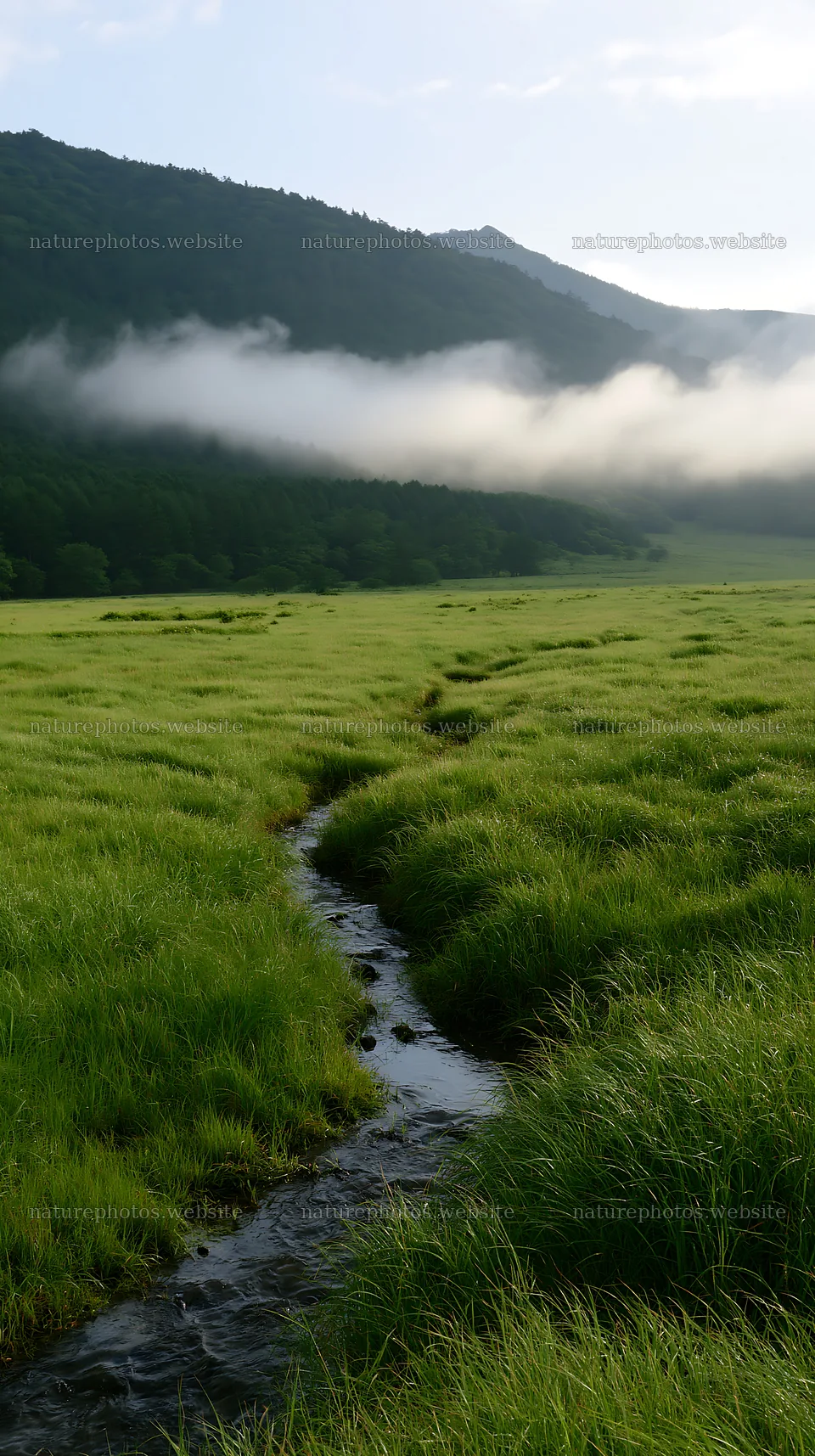 Shizuoka seasonal meadow after heavy rain – nature photos 5938x10608