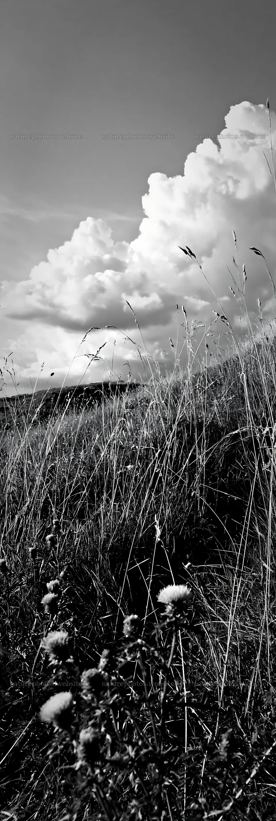 Meadow with knapweed under cloudy sky – nature photos 4602x13690