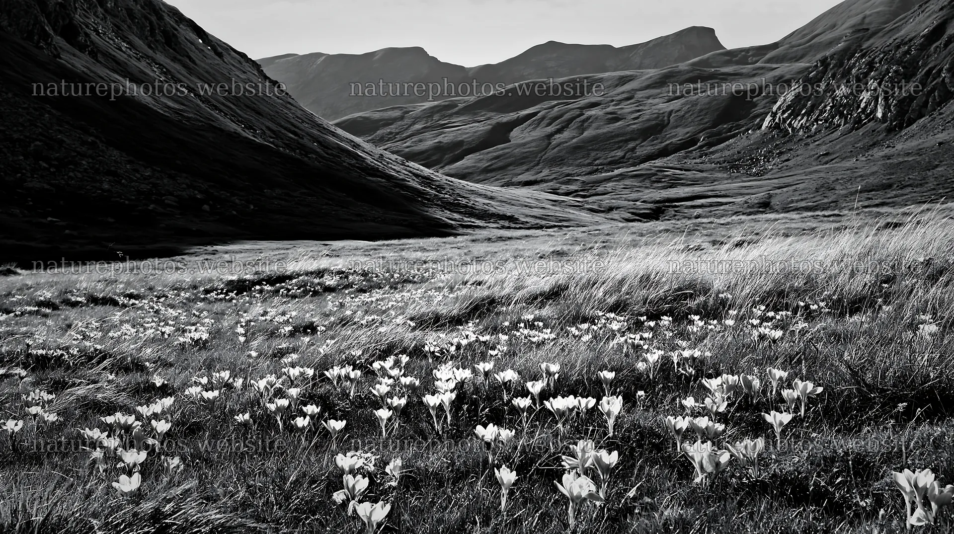 Meadow filled with crocuses in a valley landscape – nature photos 10608x5938