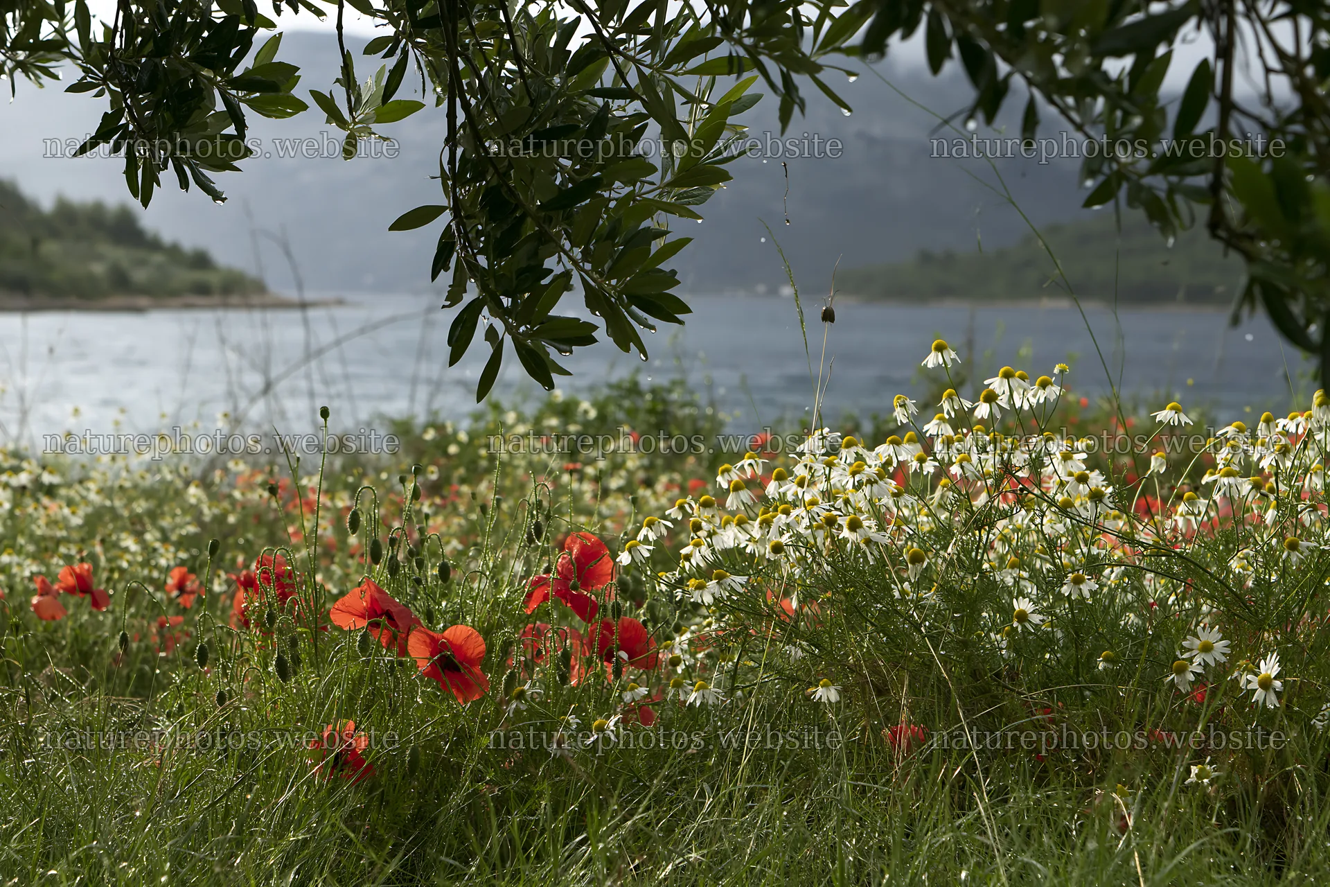 Seaside meadow with wildflowers by the water – nature photos 9722x6480