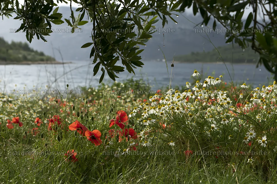 Seaside meadow with wildflowers by the water – nature photos 9722x6480