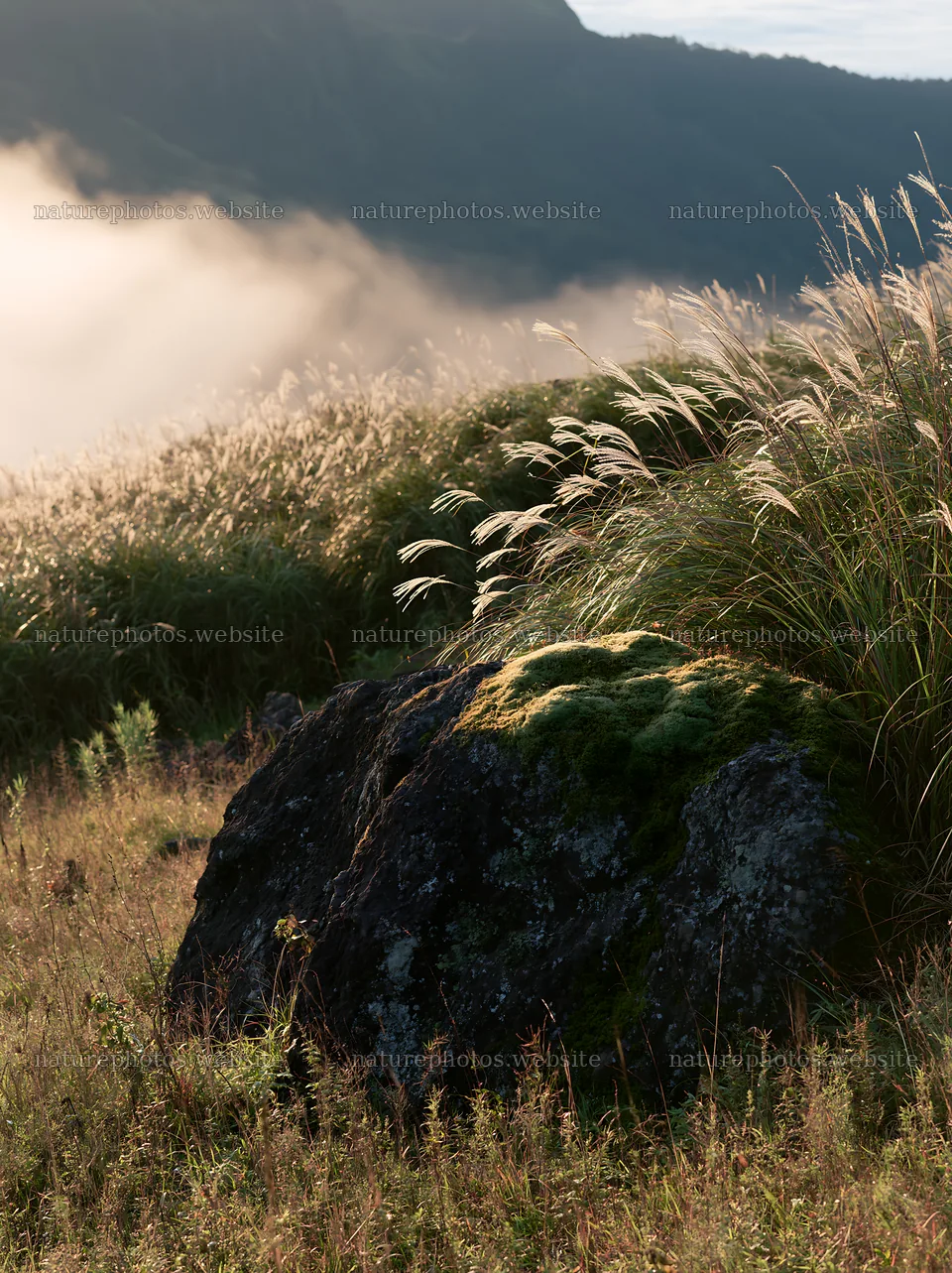 Misty meadow with moss covered stone in Shimane – nature photos 6866x9174