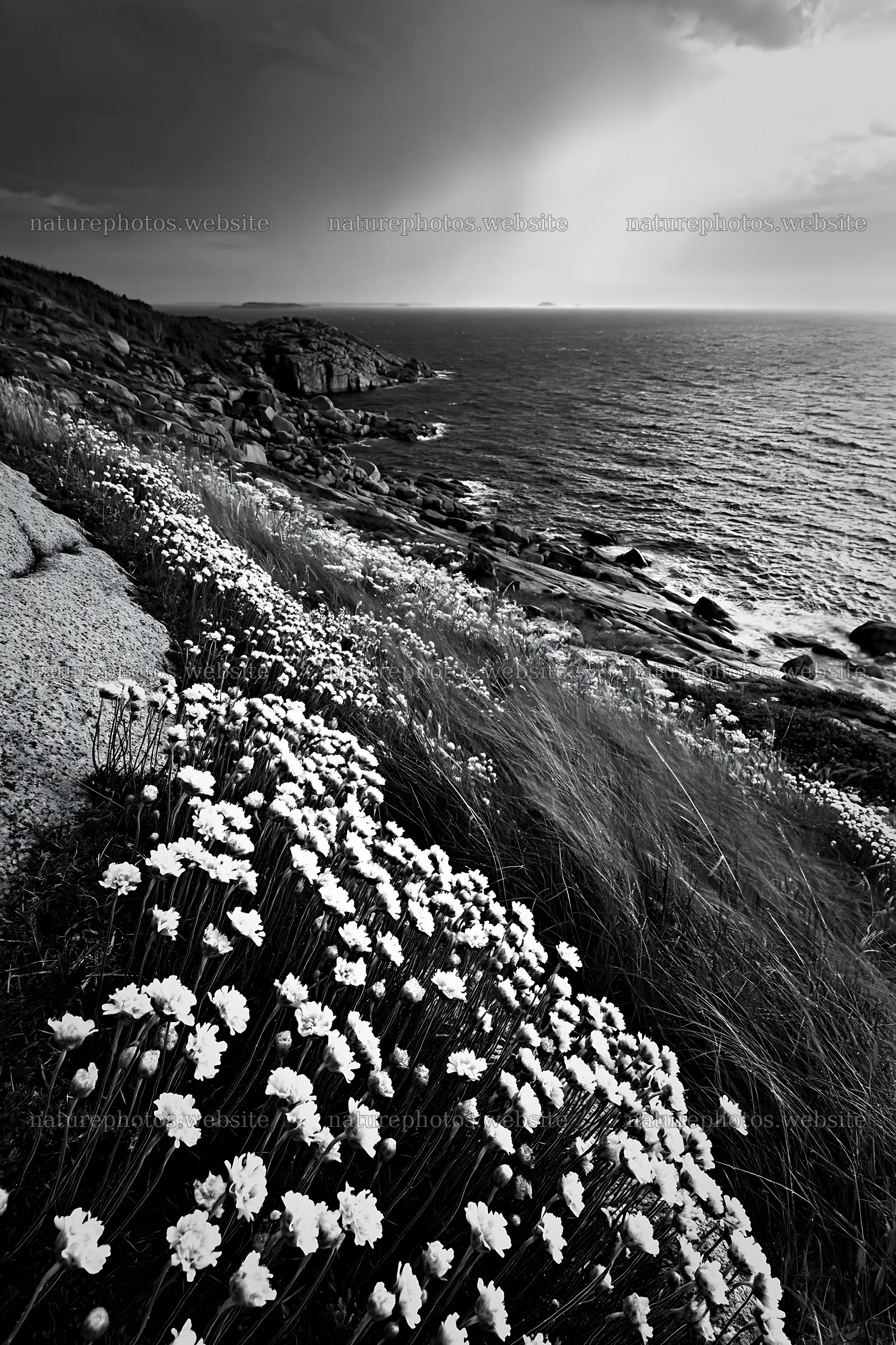 Coastal cliff meadow with flowers near the ocean in black and white – nature photos 6480x9722