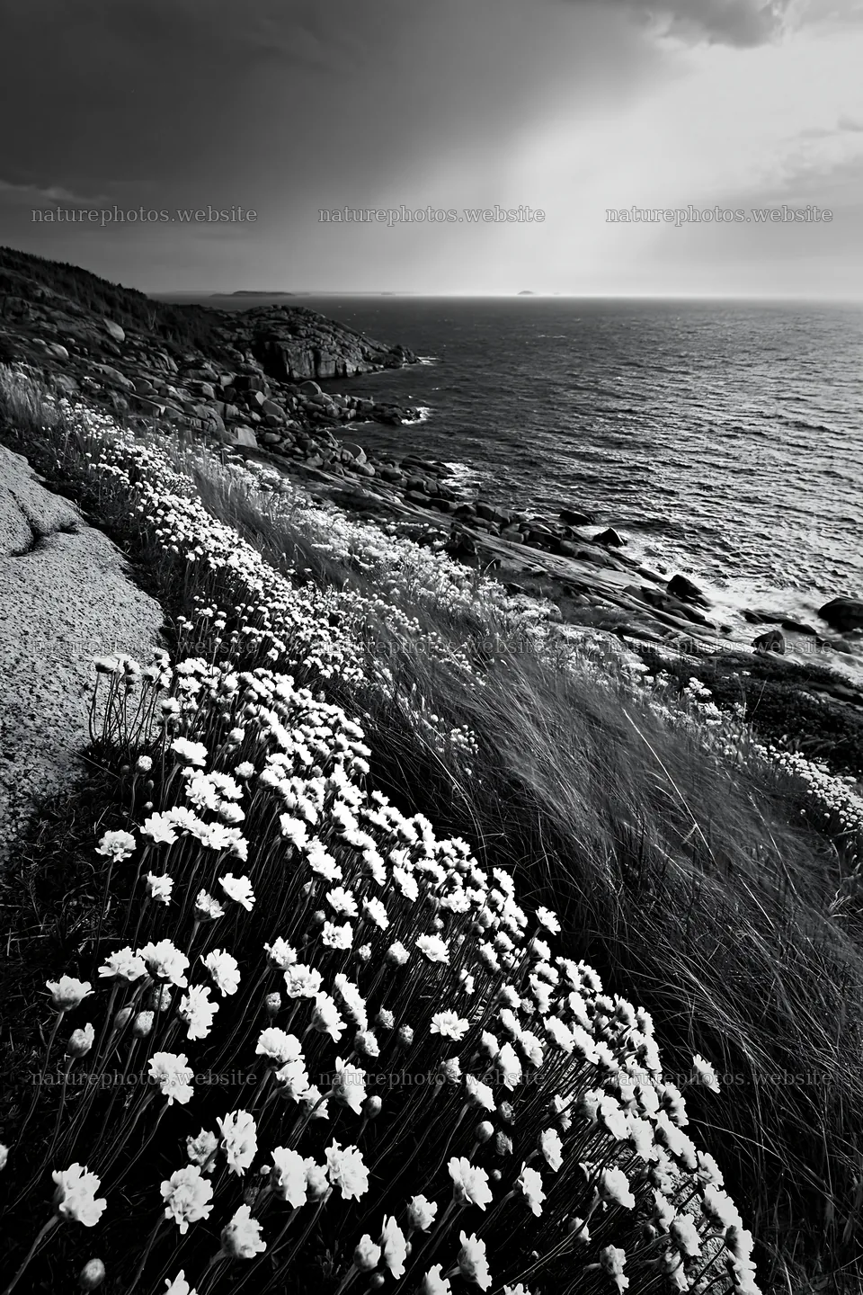 Coastal cliff meadow with flowers near the ocean in black and white – nature photos 6480x9722