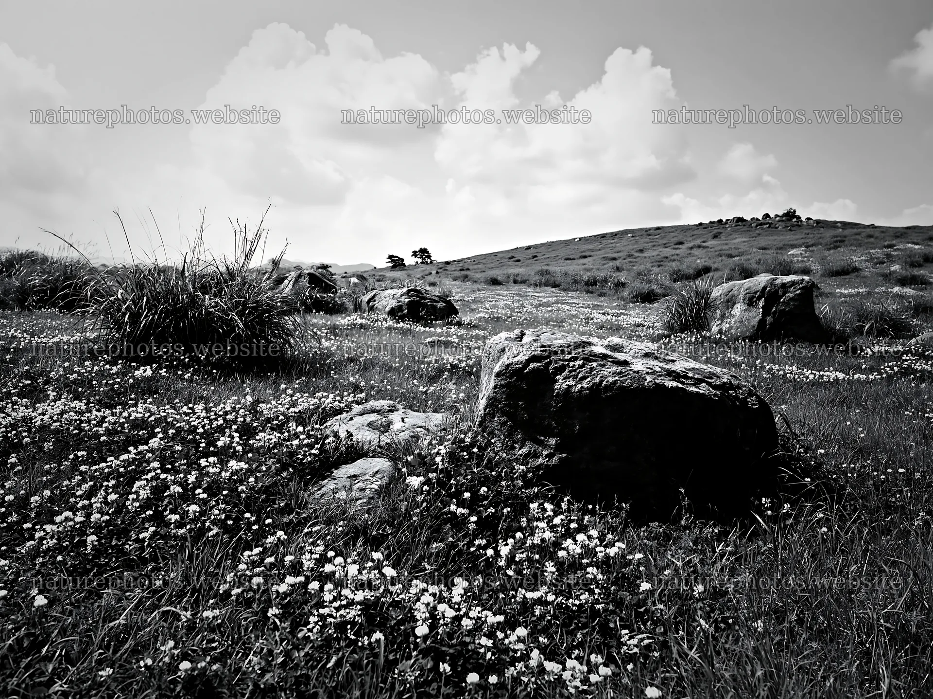 Oita highland meadow with granite stones and wildflowers – nature photos 9174x6866