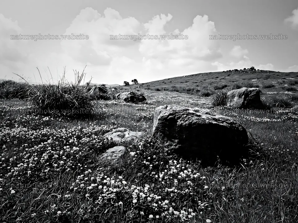 Oita highland meadow with granite stones and wildflowers – nature photos 9174x6866