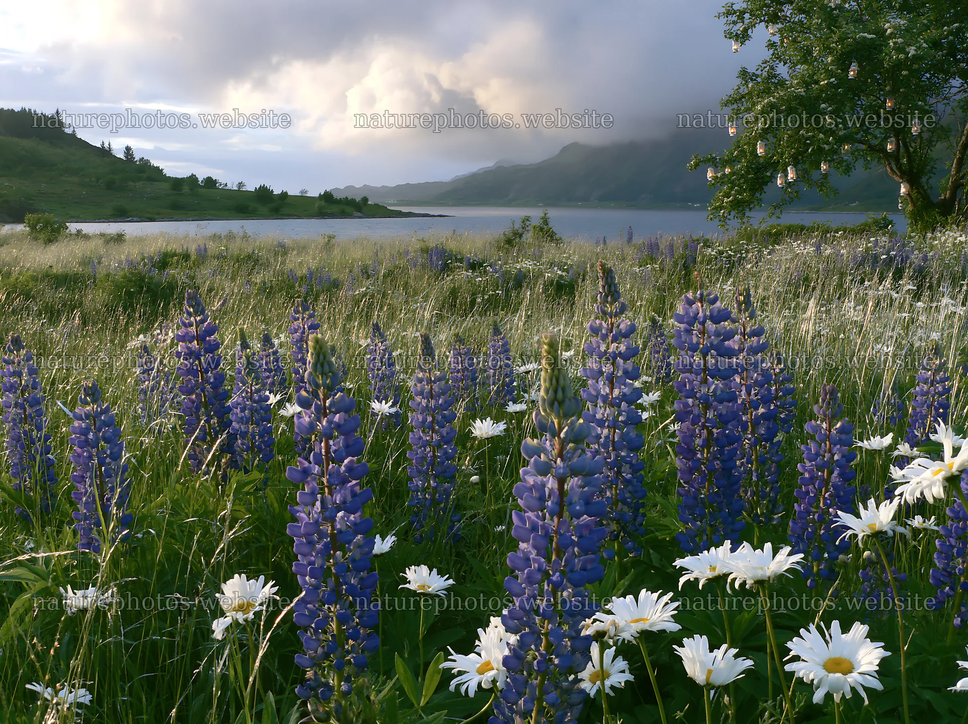 Apple tree meadow with flowers and lanterns in Lofoten – nature photos 9174x6866