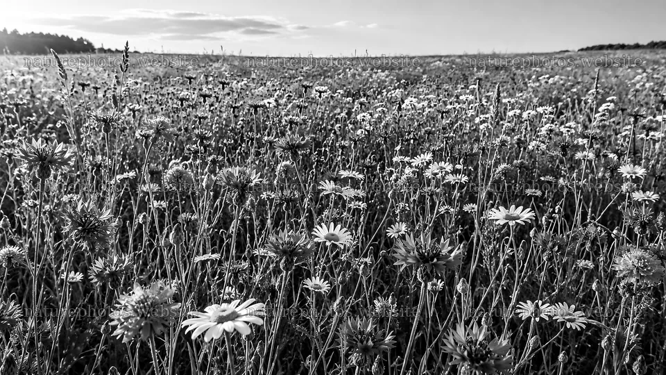 Wildflower Meadow in Black and White – nature photos 10324x5812