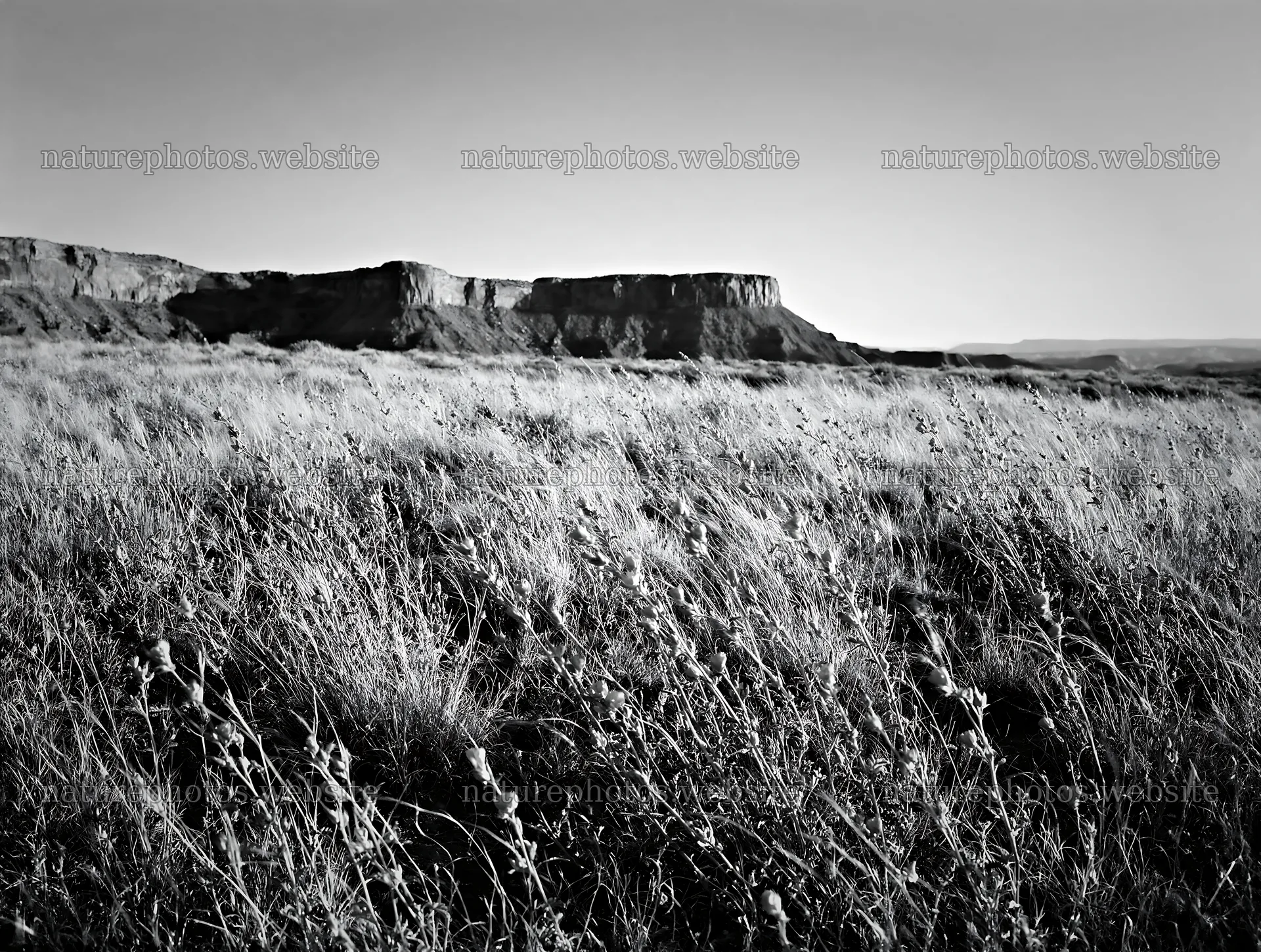 Drought-tolerant meadow with red flowers near rocky cliffs – nature photos 9134x6898