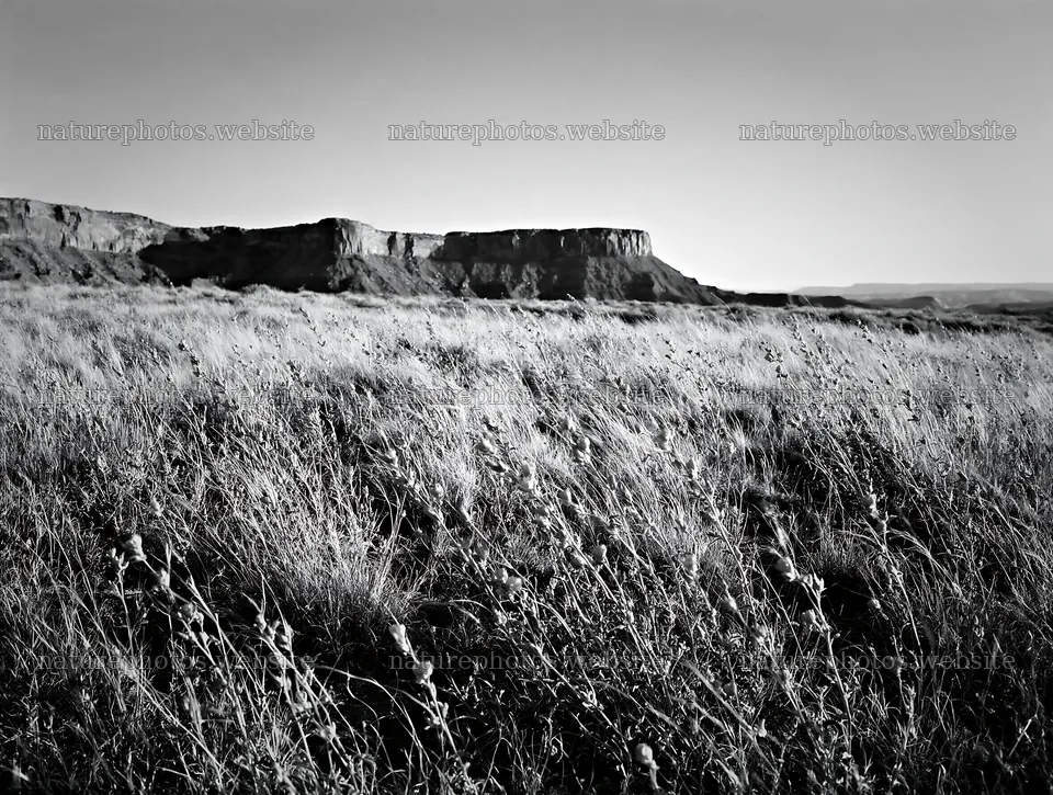 Drought-tolerant meadow with red flowers near rocky cliffs – nature photos 9134x6898