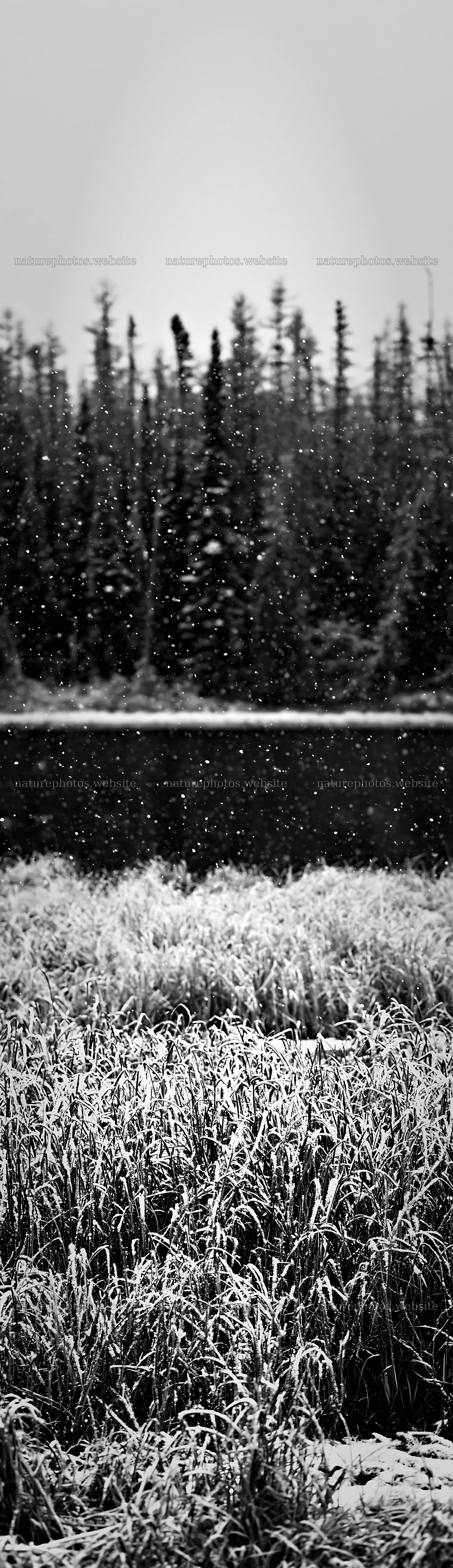 Lakeside meadow after first snowfall – nature photos 4268x14762