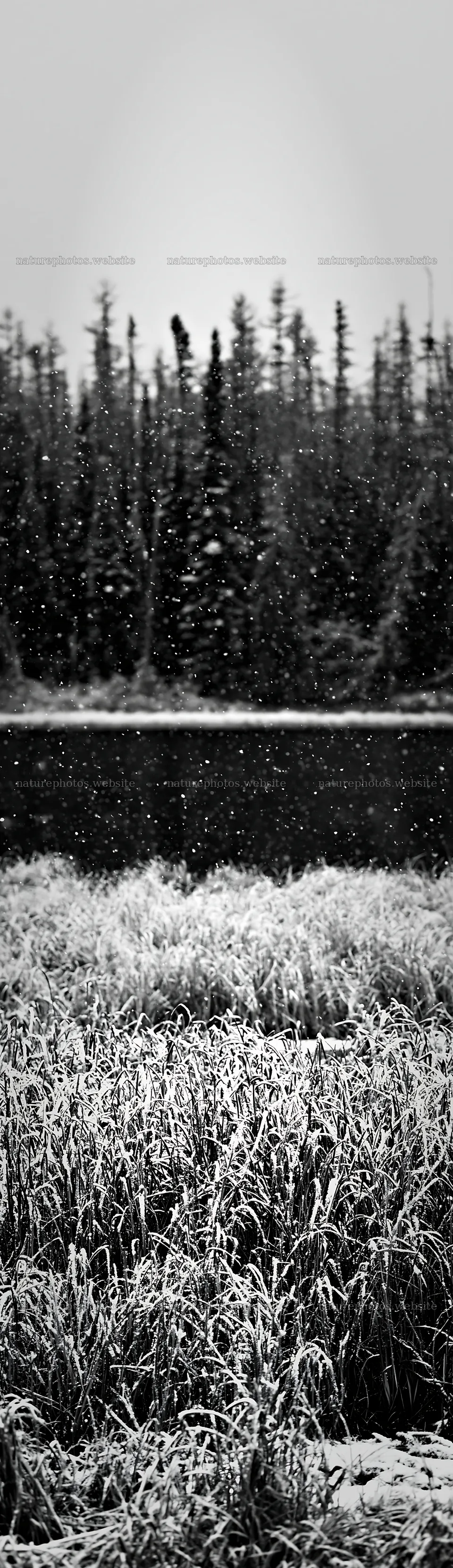 Lakeside meadow after first snowfall – nature photos 4268x14762