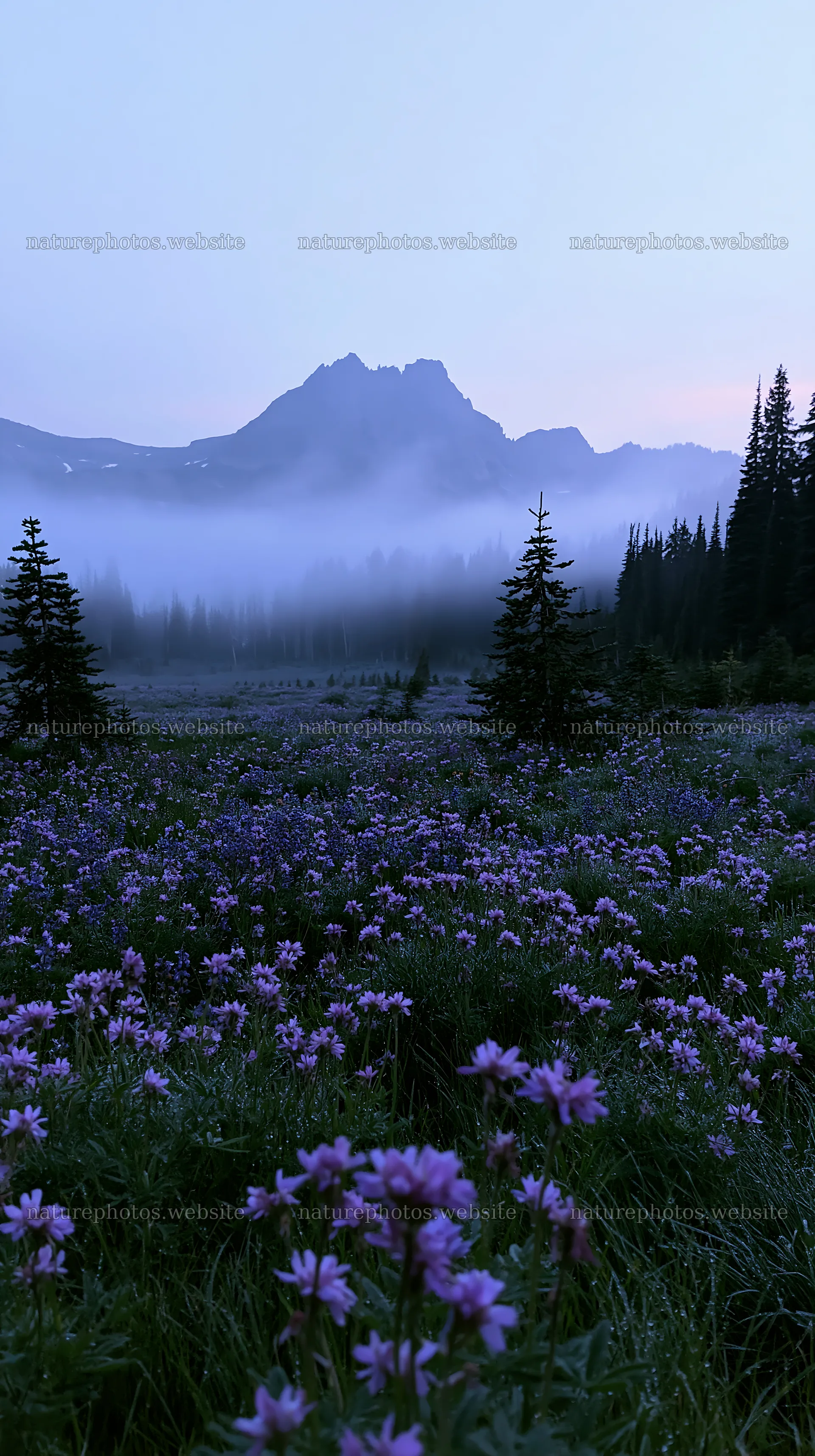 Climate-resilient meadow with flowers and mountains in the background – nature photos 5938x10608