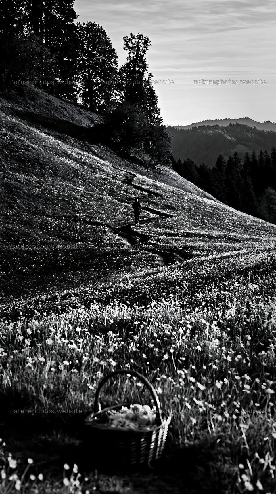 Easter basket in flowering meadow with hiker walking – nature photos 5938x10608