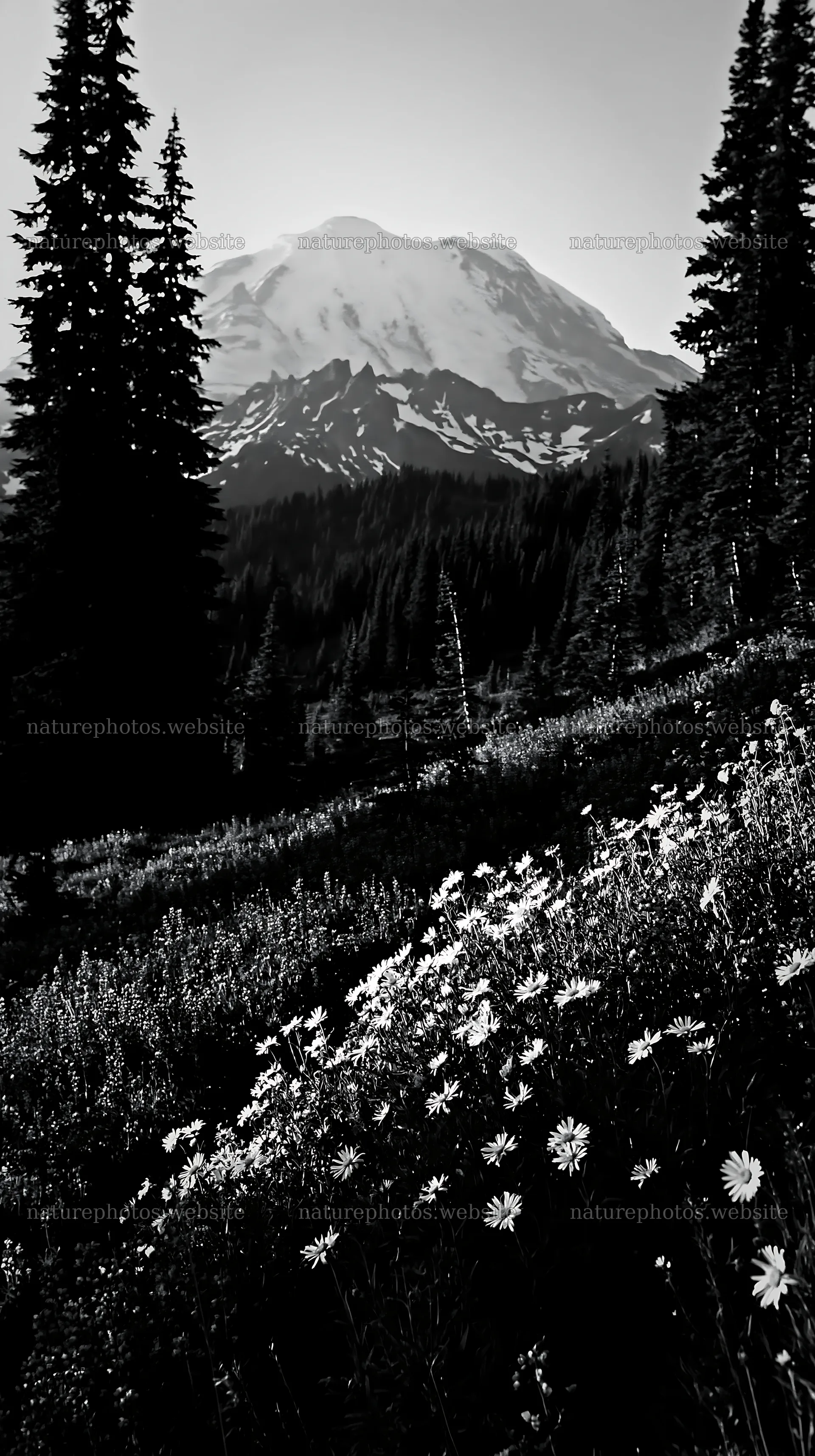 Mount Rainier wildflower meadow at sunrise – nature photos 5938x10608