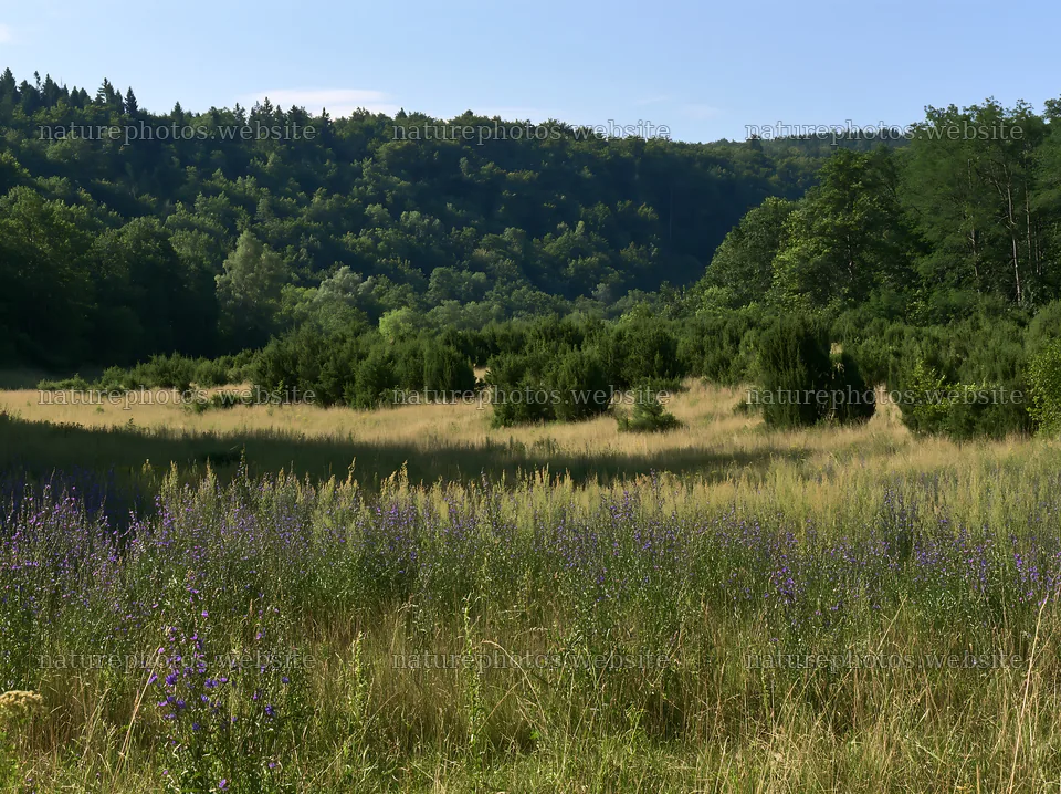 Sainfoin chicory meadow in nature with green hills – nature photos 9174x6866