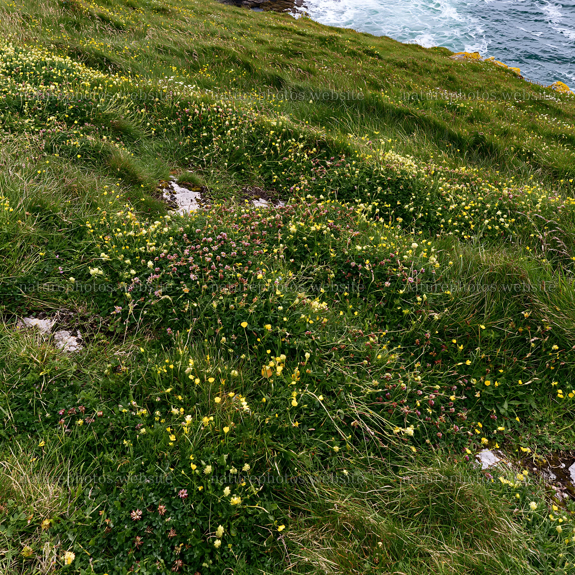 Clifftop meadow with wildflowers above the ocean – nature photos 7938x7938
