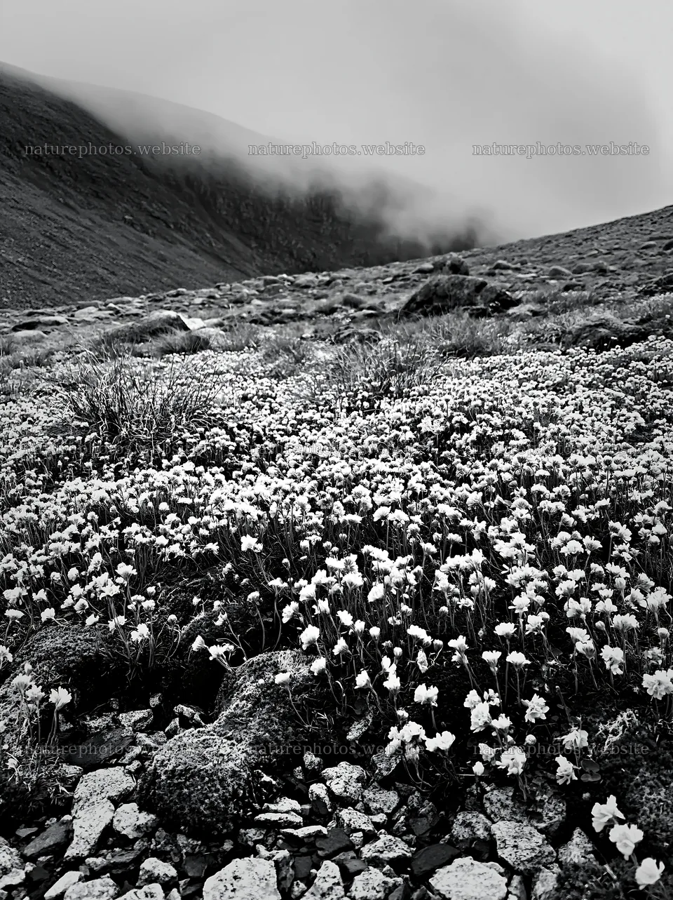 Wildflowers bloom in a rewilding meadow on a misty day – nature photos 6866x9174