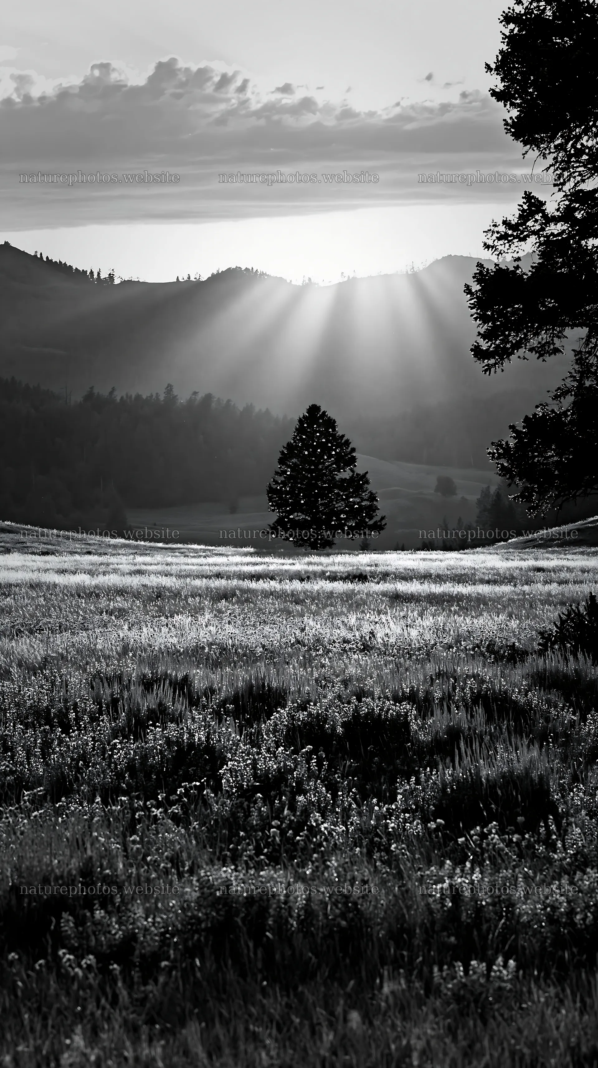 Christmas tree in meadow with sunlight rays in background – nature photos 5938x10608