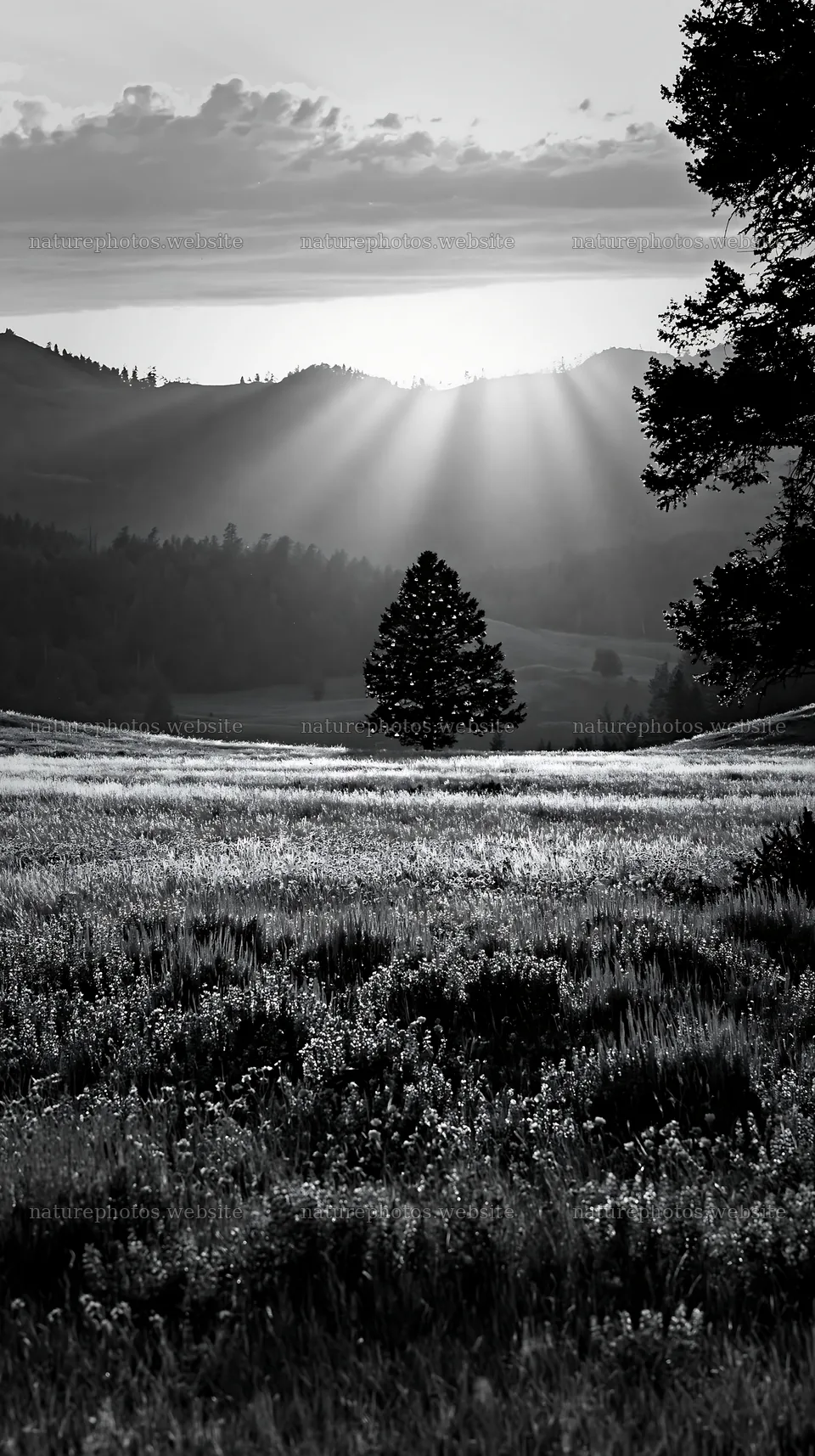 Christmas tree in meadow with sunlight rays in background – nature photos 5938x10608