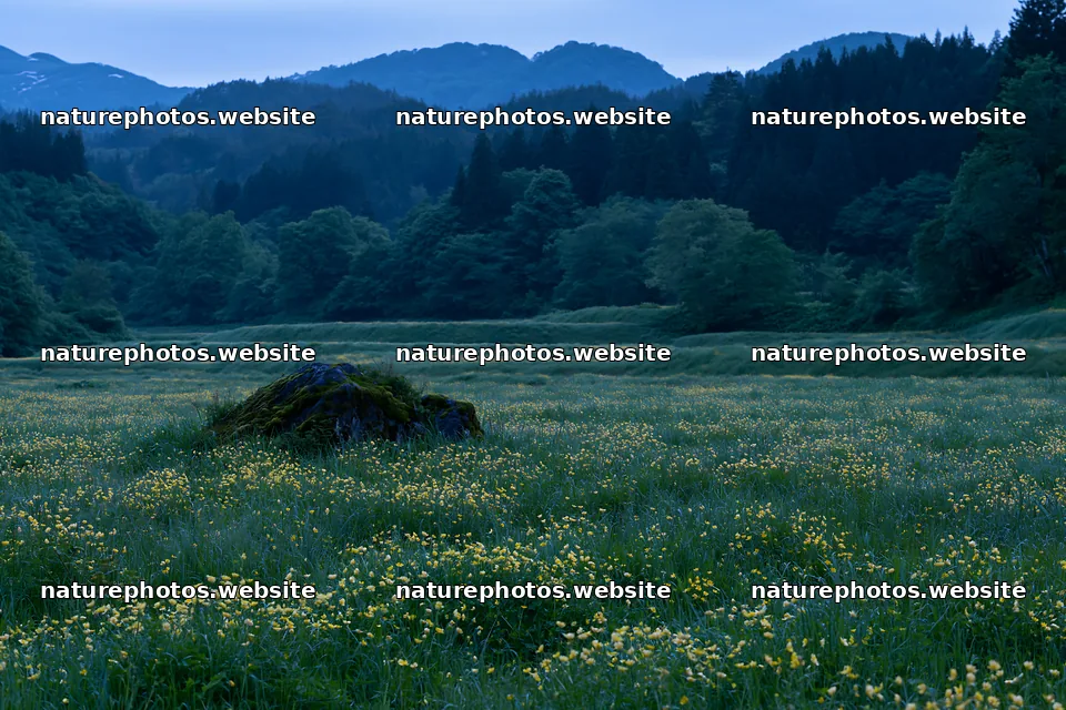 Miyagi spring recovery meadow mossy stone in evening light – nature photos 9722x6480