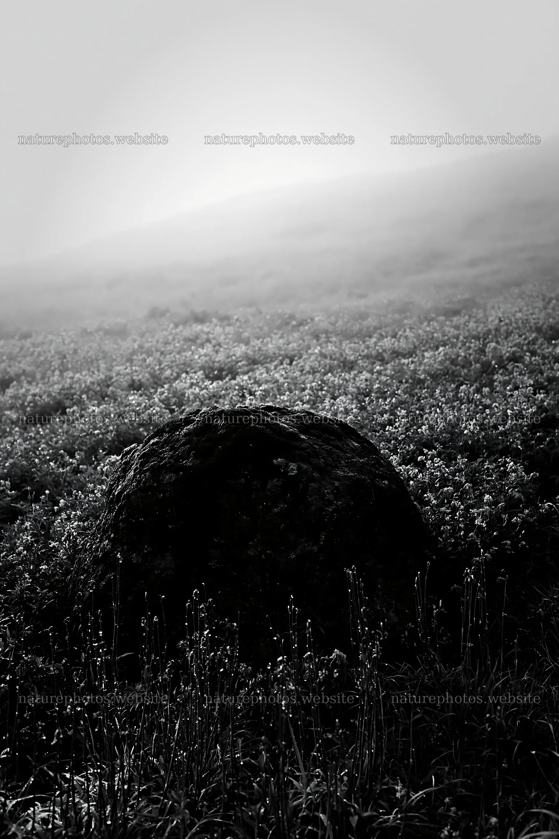 Misty meadow with moss covered stone in Shimane – nature photos 6480x9722