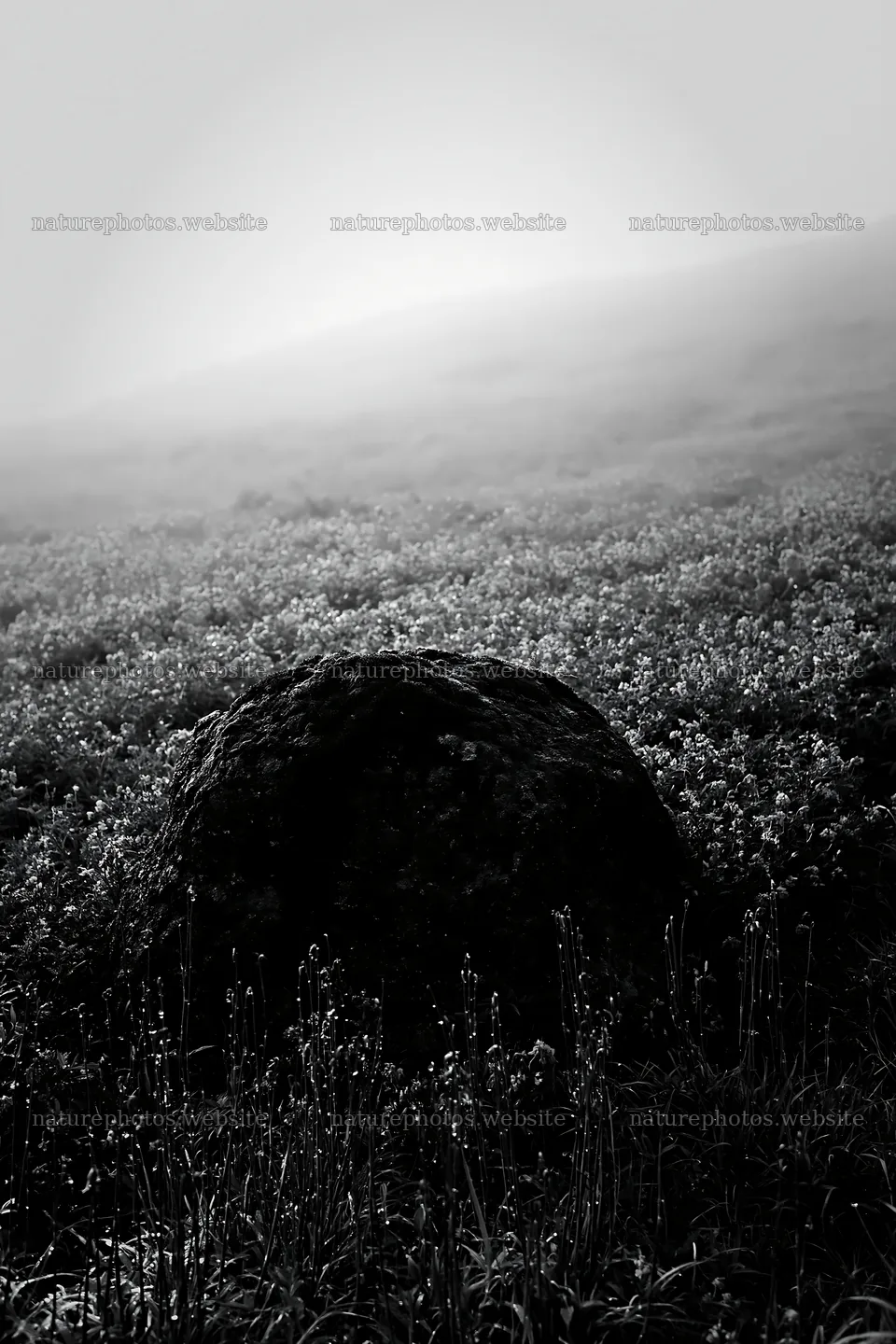 Misty meadow with moss covered stone in Shimane – nature photos 6480x9722