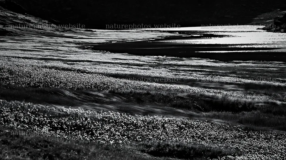 Swiss meadow landscape beside alpine lake – nature photos 10608x5938