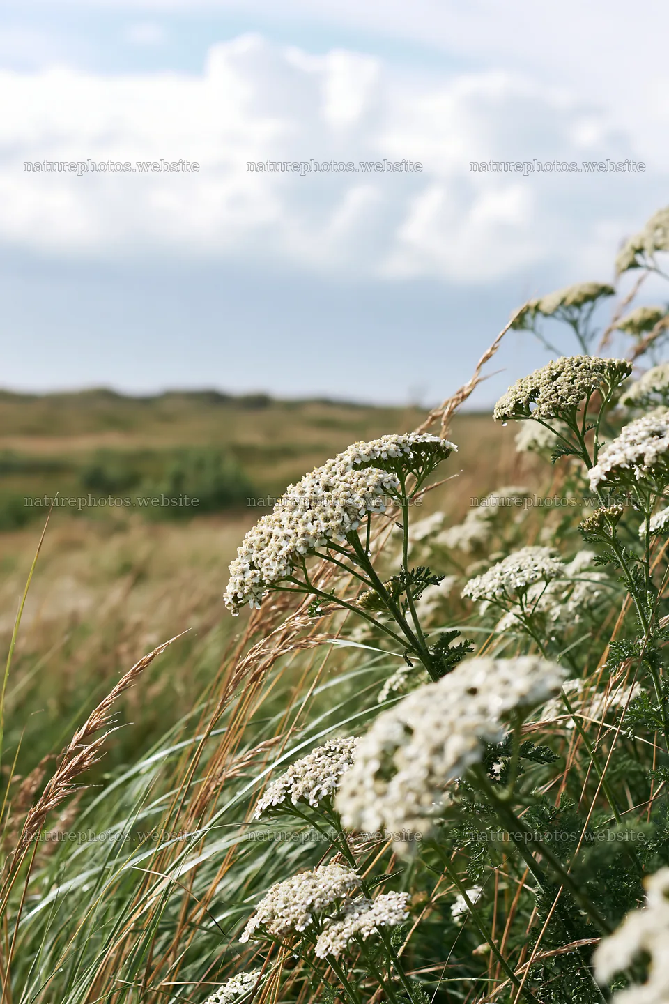 Yarrow meadow bloom on a sunny day in a natural setting – nature photos 6480x9722