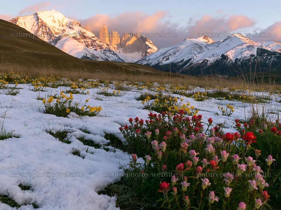Snow-covered meadow with flowers in Torres del Paine National Park – nature photos 9174x6866