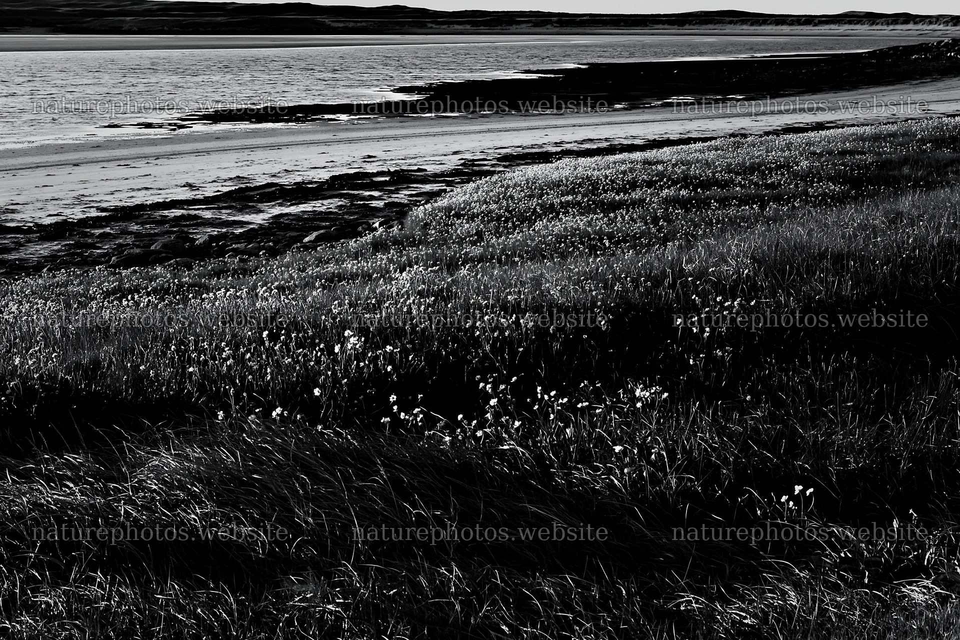 Coastal meadow with flowers near the shore – nature photos 9722x6480