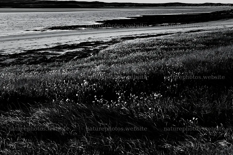 Coastal meadow with flowers near the shore – nature photos 9722x6480