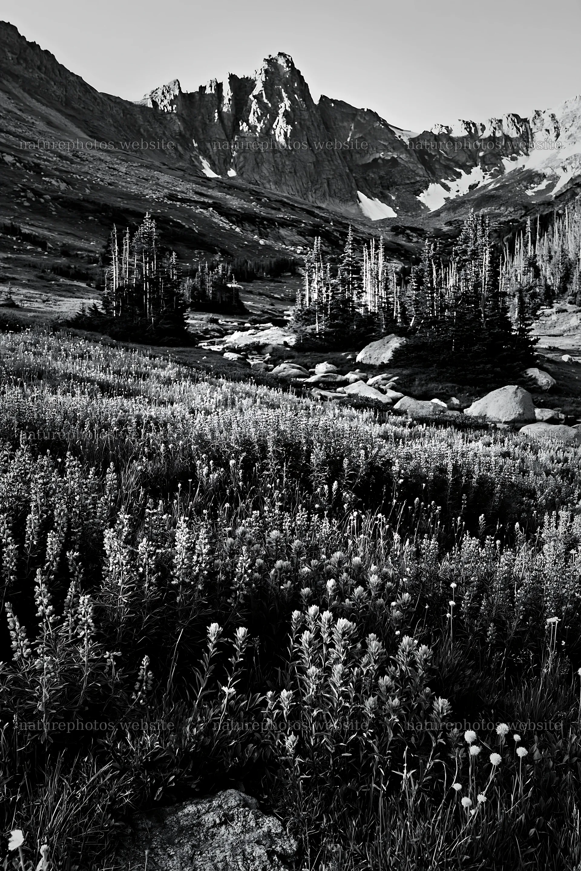 Paintbrush lupine meadow near rocky mountains in black and white – nature photos 6480x9722