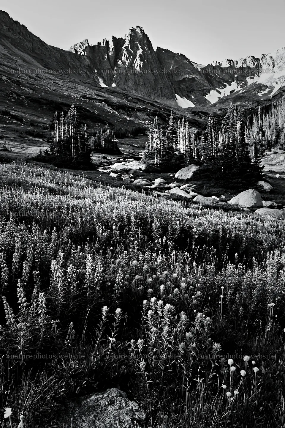 Paintbrush lupine meadow near rocky mountains in black and white – nature photos 6480x9722