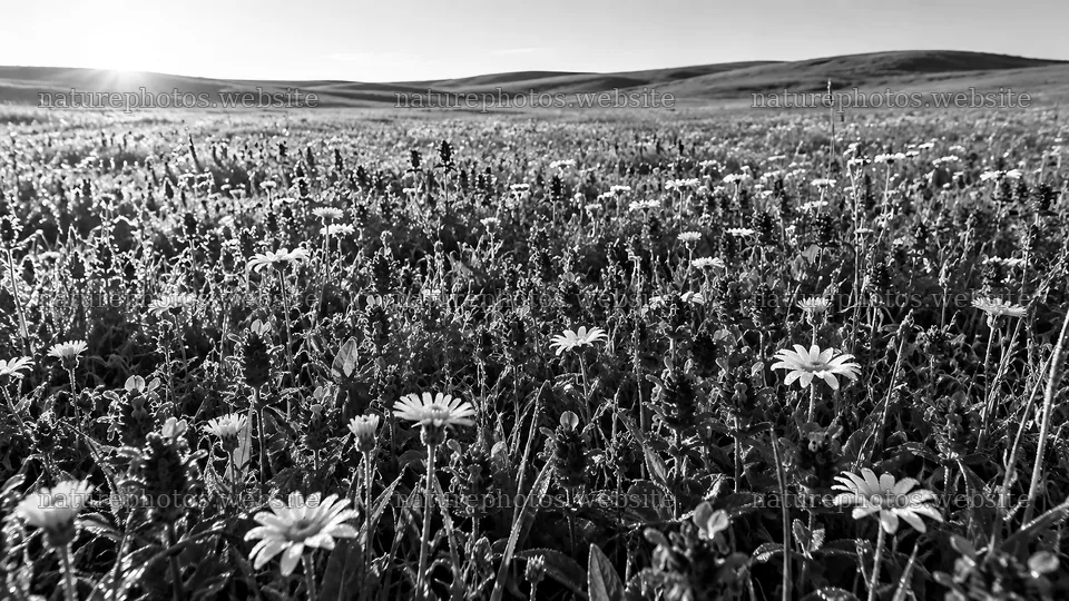 Monochrome Wildflower Meadow and Rolling Hills – nature photos 10324x5812