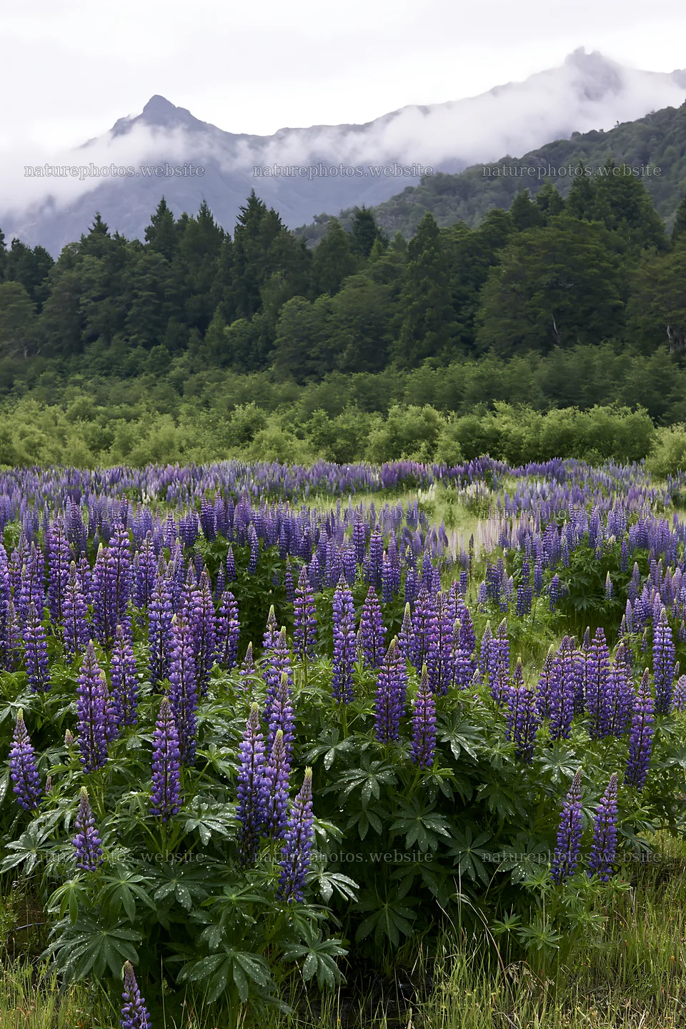 Lupin meadow with mountains and clouds in the background – nature photos 6480x9722